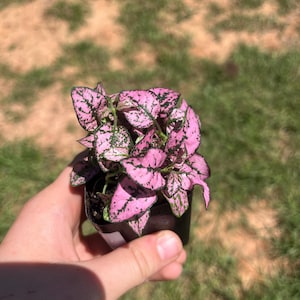 Temperance added a photo of their purchase