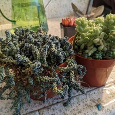 Sedum Dasyphyllum Major Sedum Blue Tears 4’’ Pot - Etsy