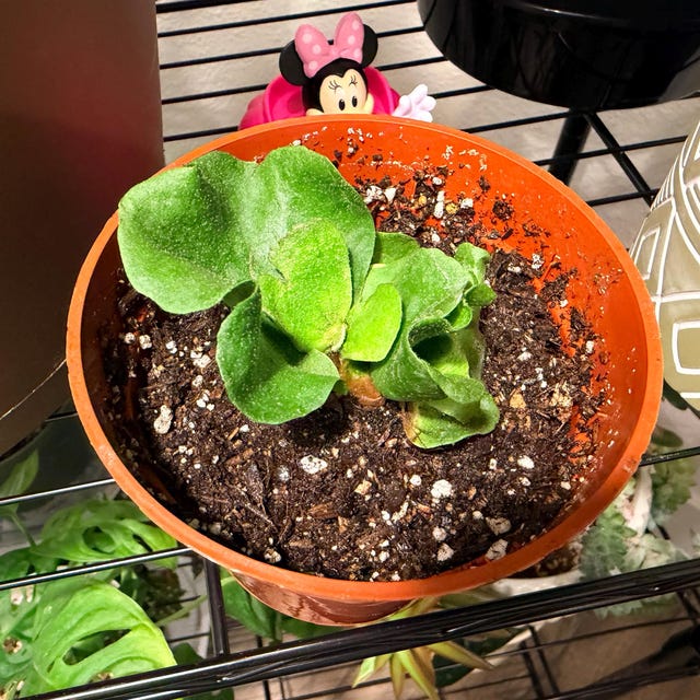 Platycerium Akki “veitchii Silver X Veitchii Wild” Staghorn Fern