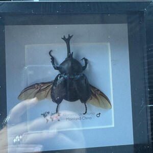 Framed Japanese Rhinoceros Beetle Taxidermy: Entomology Gift - Etsy