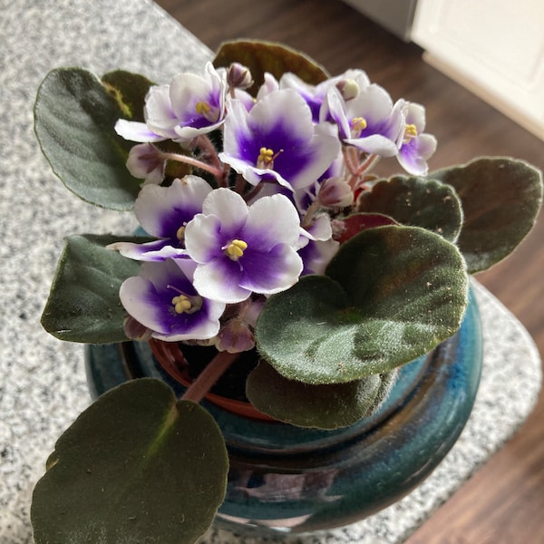 4” African Violet With Flowers of White Petals and Blue Centers ...