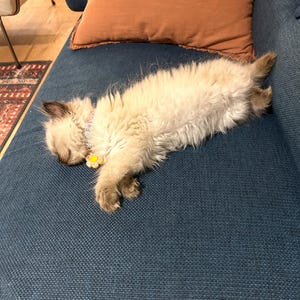Karen さんが購入した商品の写真を追加しました