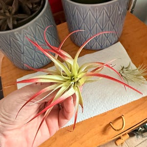 Melissa added a photo of their purchase
