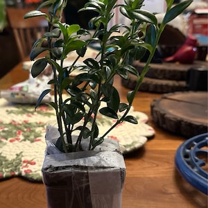 Al added a photo of their purchase