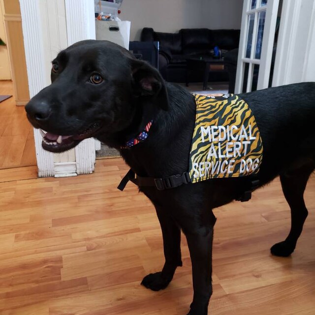 Vest MEDICAL ALERT Service Dog Light weight Etsy