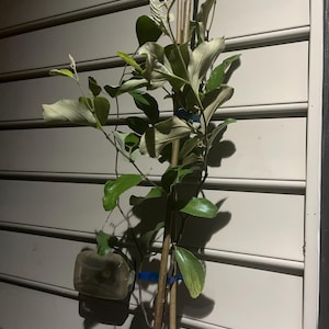 Lena added a photo of their purchase