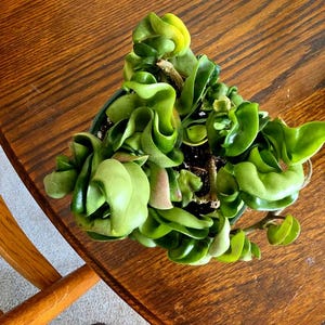 LaFaye added a photo of their purchase