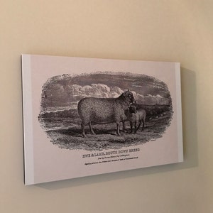 Lisa a ajouté une photo de son achat