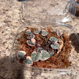 Sarahi added a photo of their purchase