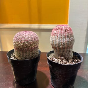 Jane added a photo of their purchase