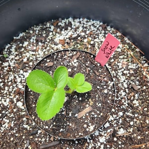 Snow White 白雪姫のイチゴjapanese White Strawberry Plant，large