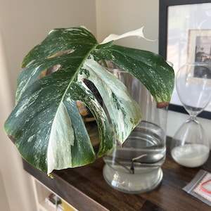 Leigh added a photo of their purchase