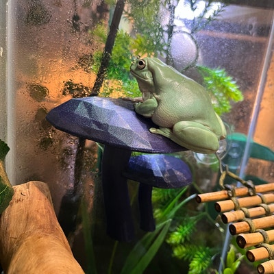 Photo inspiration: Curated Digital Reptile Feeding Tracker Gallery View 49