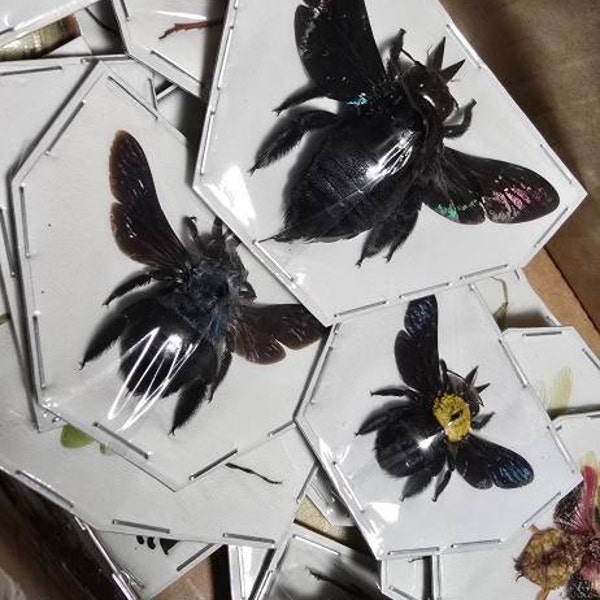 Assorted Bugs Insects Specimen Wholesale Mix Lot Bulk - Etsy