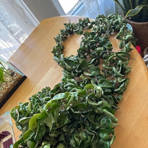 O. added a photo of their purchase