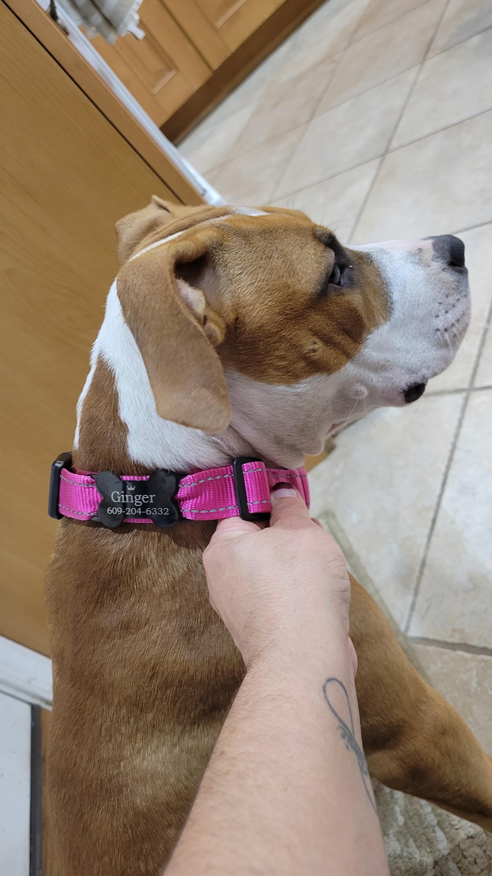 Silent dog tag personalized,Slide on dog tag,Dog Tags For Dogs,Custom Dog Name Tag,Engraved Pet ID Tag,Dog Tag Collar,Cat Tag,Puppy Tag
