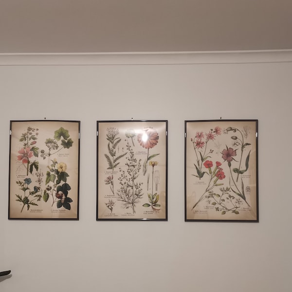 Botanical Print Set: Vintage Medicinal Flower Gallery Wall Art - Etsy