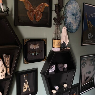 thumbnail image 2 of Cicada Pair White Ghost + Turquoise Wing – Real Insect Taxidermy, Box Frame Display, Made In UK 2 of 4