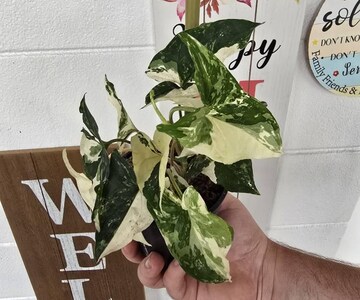 Syngonium Albo Plant - Rare Variegated Arrow Head Leaf | Live Tropical Houseplant | Indoor Home Decor | Easy Care Rooted in 4” or 6" Pot