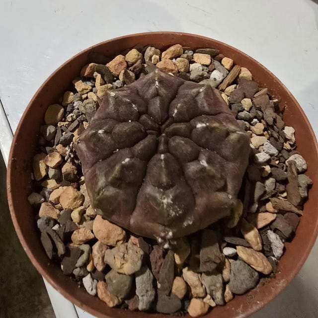 Gymnocalycium 'daydream' | Hybrid Purple Cactus - Etsy