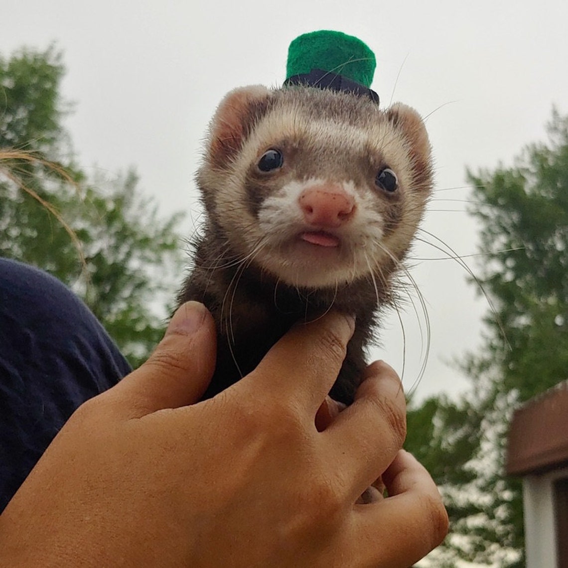 Customer photo of a pet with the Gentleman's Bowler Top Hat  for small pet Cat