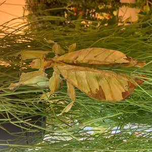 patricia ha aggiunto una foto del proprio acquisto