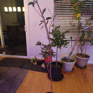 One added a photo of their purchase