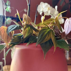 Lindsay added a photo of their purchase