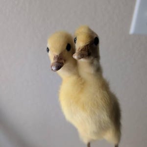Etsy のお客さま さんが購入した商品の写真を追加しました