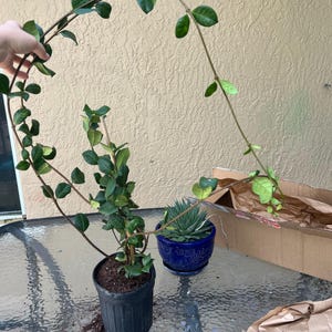 Michelle heeft een foto van de aankoop toegevoegd