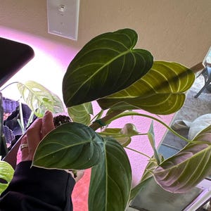 Kristy added a photo of their purchase