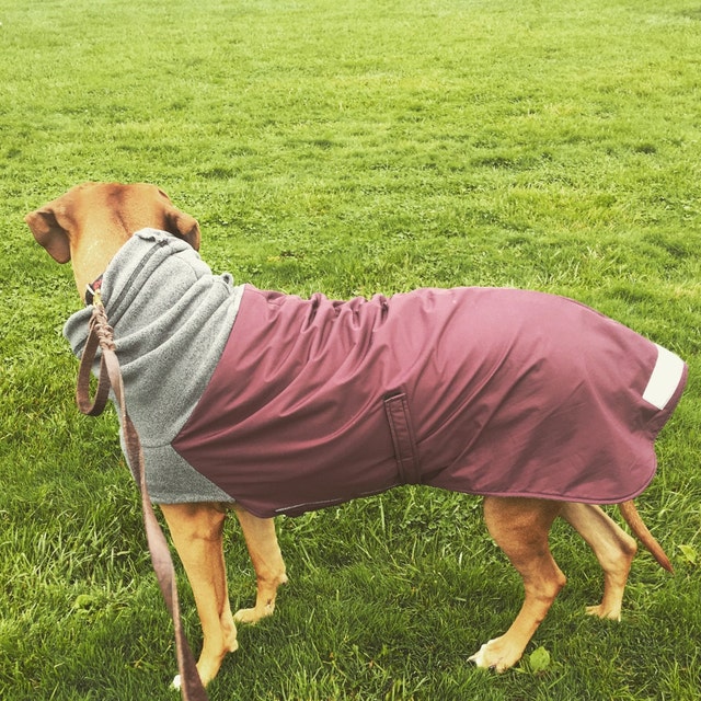 RHODESIAN RIDGEBACK Winter Dog Coat Winter Coat for Dogs Etsy