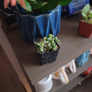 Doris heeft een foto van de aankoop toegevoegd