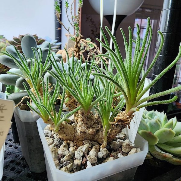 Rare Caudex, Phyllobolus Resurgens, Old Stem, Live Plant - Etsy