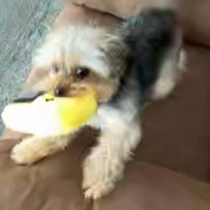 TONBO Hundespielzeug Set – Knisternde Plüschtiere (Speck, Ei, Waffel) Für Leichte Kauer