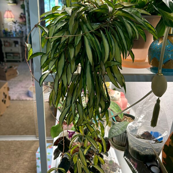 Peperomia Ruby Cascade 4 Hanging Basket - Etsy