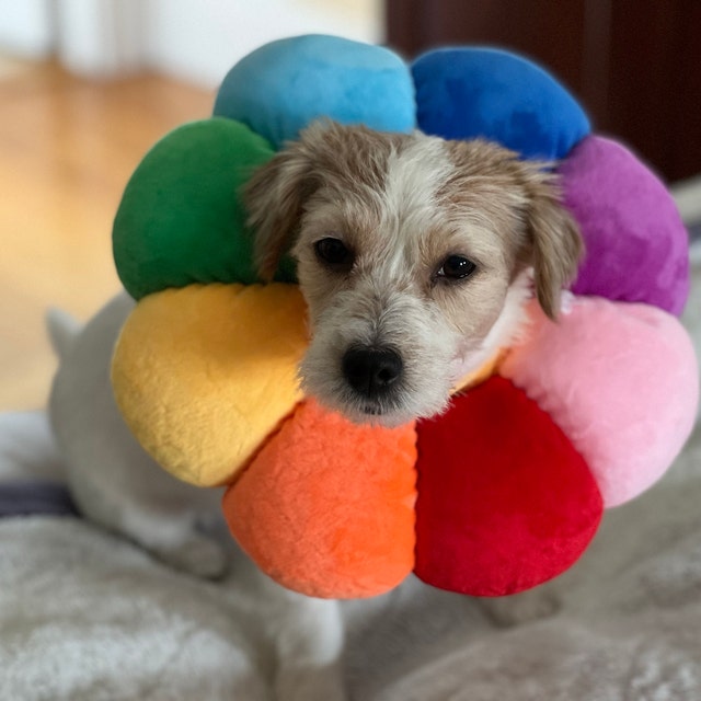 Cat Cone Flower Collar Soft Recovery E-Collar For Cats/Kittens