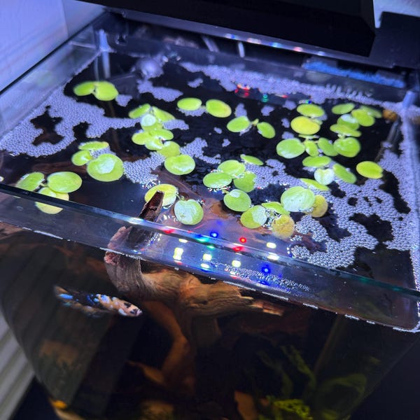 Buy 2 Get 2 Free Floating Aquarium Plants - Amazon Frogbit & Salvinia Minima