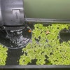 The Original Floating Plant Corral – Self-Adjusting – 3D Printed Aquarium Safe