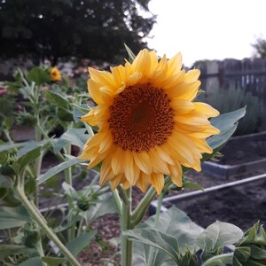 Peach Passion Sunflower Seeds, Helianthus Annuum HA2220 - Etsy