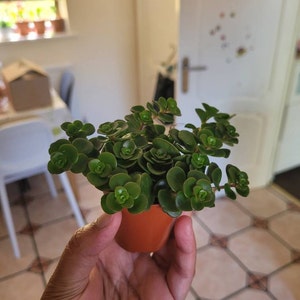 Akifa ha añadido una foto de su compra