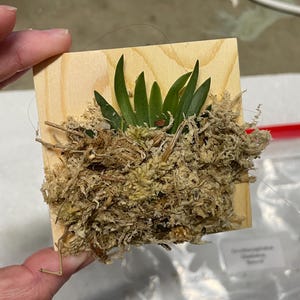 Caitlin added a photo of their purchase