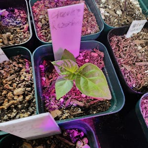 Chocolate Razorback Pepper Seeds Pack - Superhot Pepper Seeds