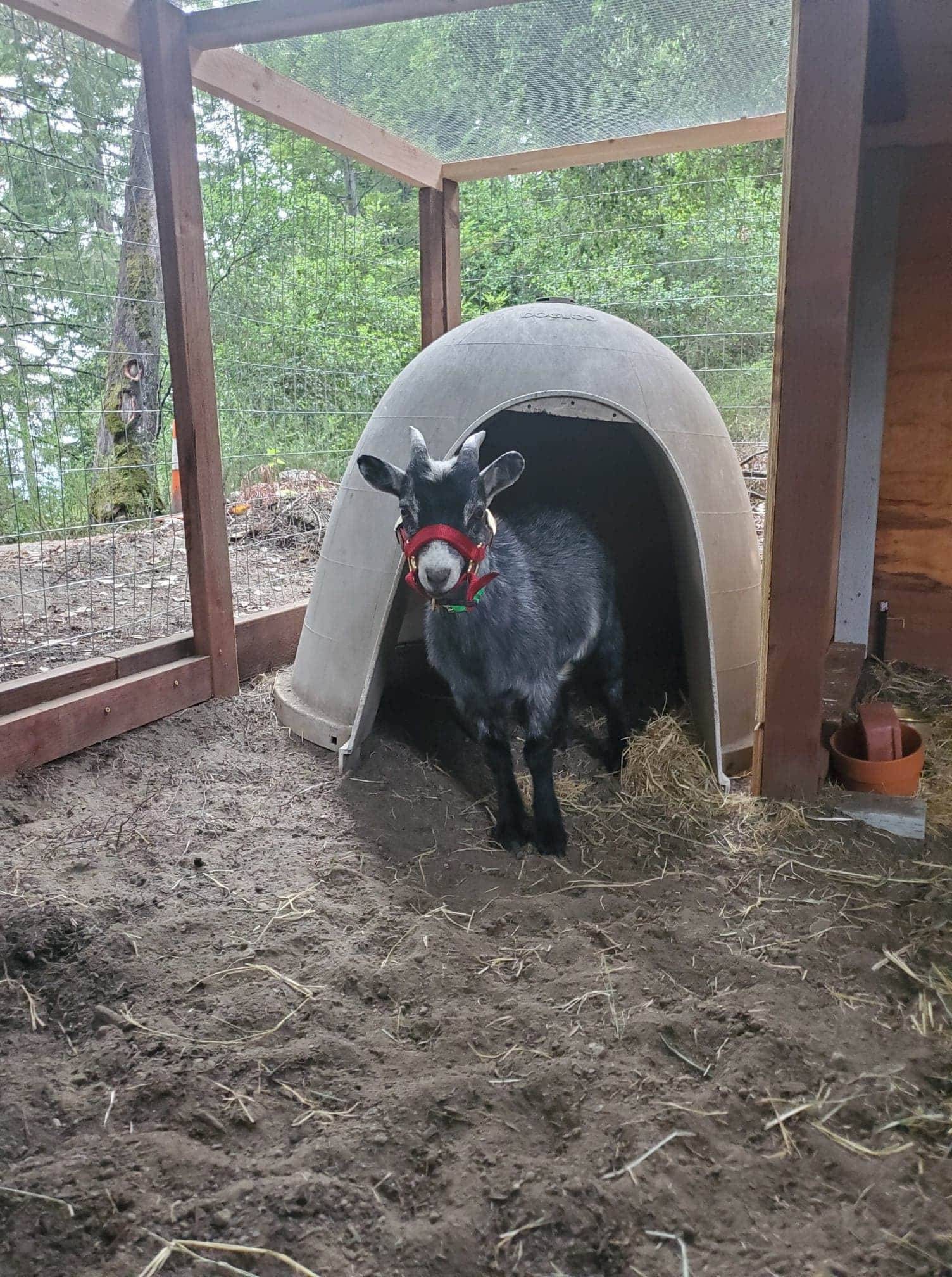 Goat Halter Dwarf Adjustable