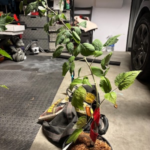 Jackie added a photo of their purchase