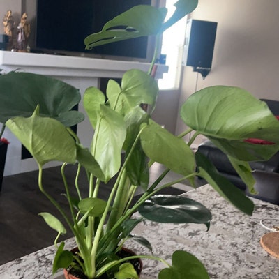 Monstera Deliciosa 4 and 6 Nursery Pot Perfect Beginner Plant Easy Care ...