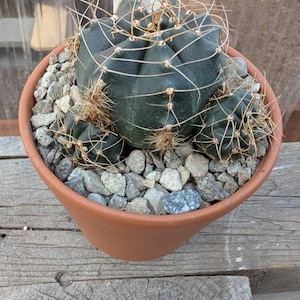 David added a photo of their purchase