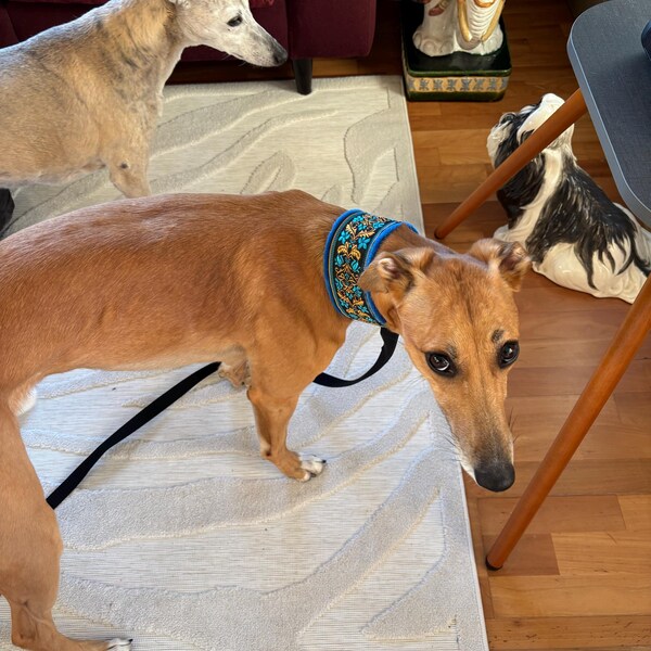 Custom Ribbon Display, Dog Award Ribbon Display Rack, Dog Rosette ...