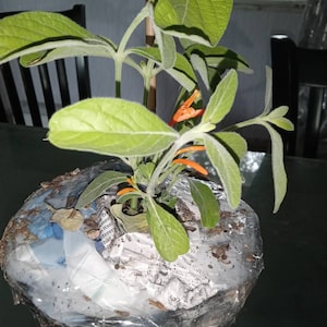 Alb added a photo of their purchase