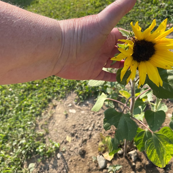 Mixed Color Rare Iris Flower Seeds – 30 Pieces, Perennial, For Autumn, Spring & Summer Blooms 8 thumbnail image